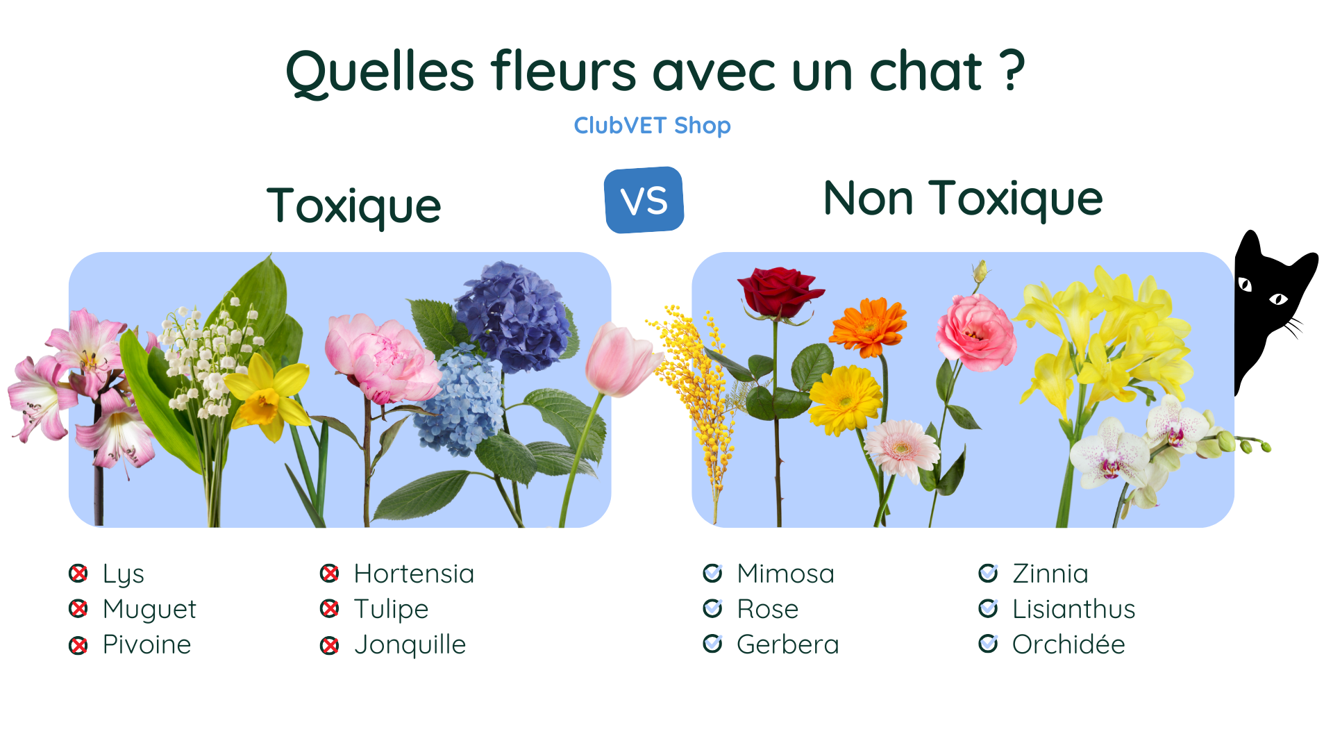 Notre liste de plantes toxiques pour les chats avec photos — free download